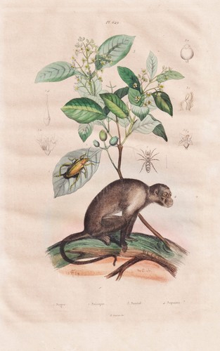 Singe capucin primates insecte - capucin,