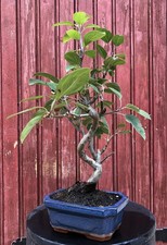 BONSAÏ POMMIER MALUS 7ANS H39CM AVEC FRUITS