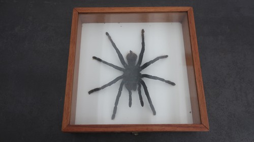 Cadre entomologique - cadre, de