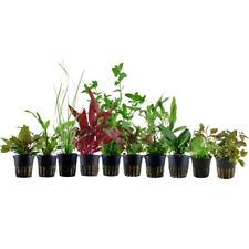 Plantes Set pour 80l Aquariums