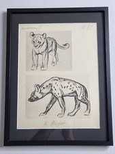 Études de lionceau et de