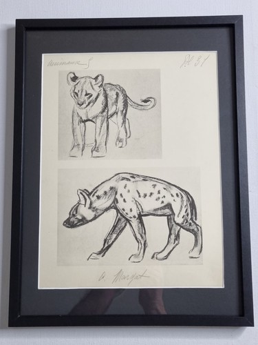 études lionceau de - et,