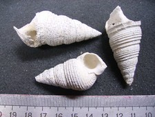 126.15 L- MESALIA SULCATA - FOSSILE DU BASSIN PARISIEN