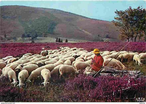 Carte postale animaux - postale,