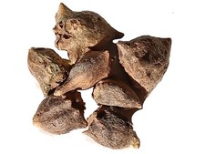 Tétragone Cornue - Tetragonia