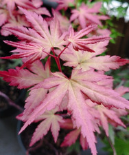 Erable du Japon - Acer Palmatum "Red Wine" rare pot 12cm