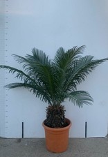 Plante cycas cicas palmier - cycas,