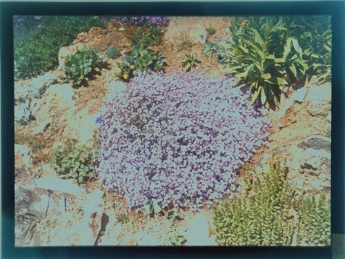 Autochrome sur plaque verre - de,