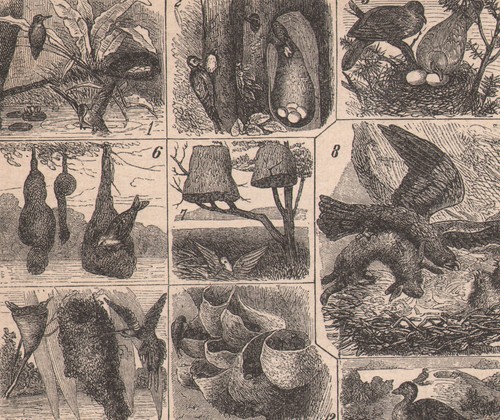 1878 gravure originale oiseaux