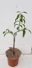 Citrus x junos sur Poncirus trifoliata / Citronnier Yuzu / Conteneur de 1 à 1...