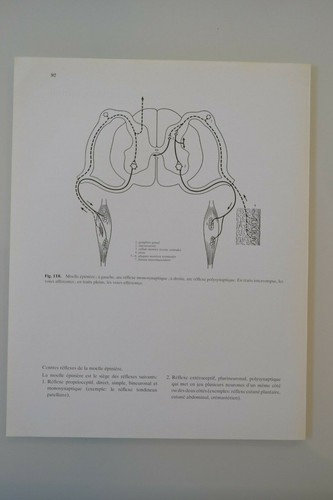 Planche anatomie humaine - planche,