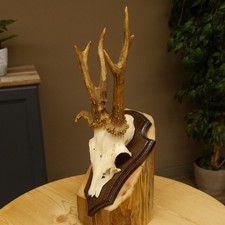 Bois de Cervidés Anormal