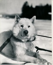 Chien Esquimau - Traineau Husky - CH 85