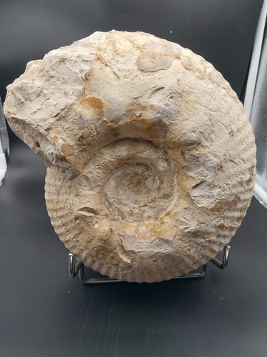 Gravesia gigas du - 6.6,