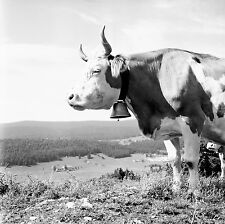 SUISSE c. 1959 - Vache Cloche  Col du Marchairuz - Négatif 6 x 6 - Sui 135