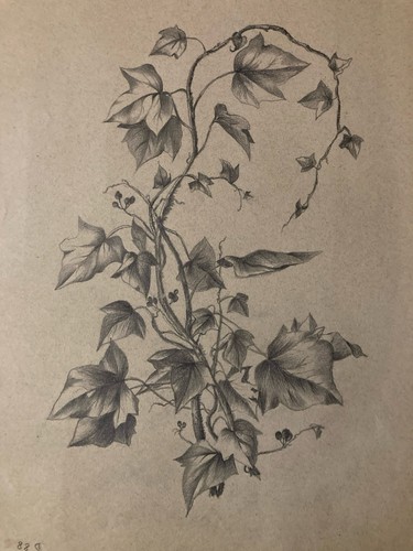 Beau dessin 1920 - beau, fleur
