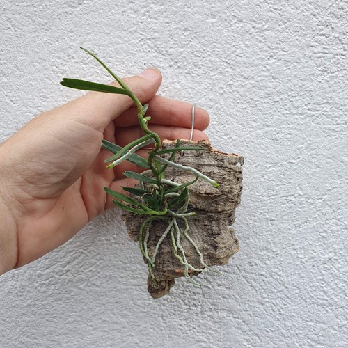 Angraecum moandense