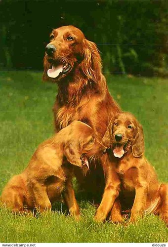 Carte postale animaux - -,