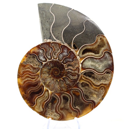 Ammonite madagascar petit - ammonite,