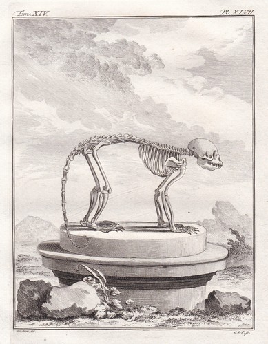 Gravure squelette singe - de, de