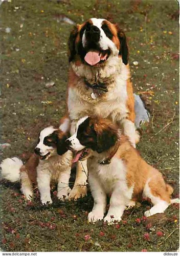 Carte postale animaux - -,