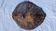 carapace de tortue de floride 