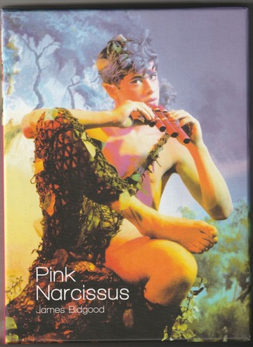 Pink narcissus james - james, bidgood
