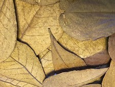 20 feuilles d'amandes de mer