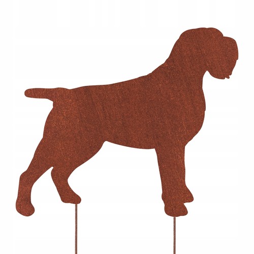 Corthals griffon whippet hun - whippet,