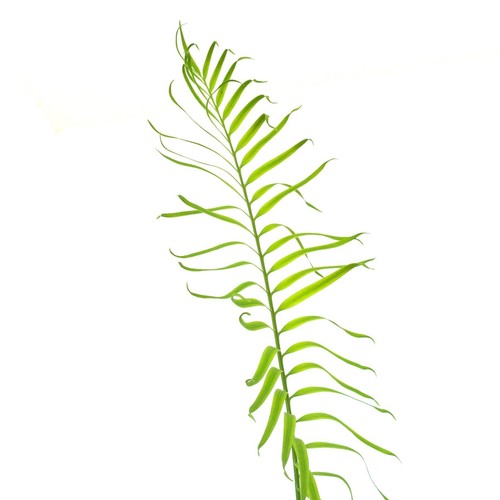 Cycas ferruginea - , fu