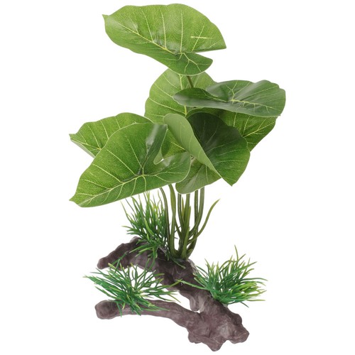 Betta fish aquarium - fish,