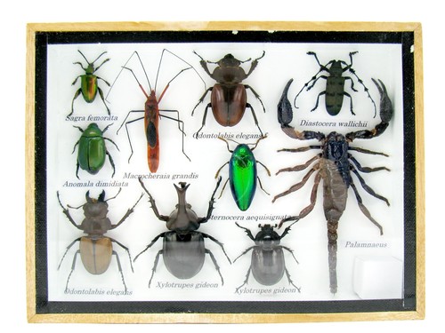 Insectes exotiques réel - insectes, 3d