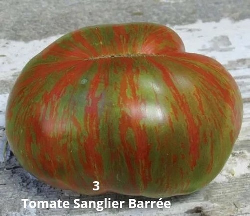 Tomate sanglier barrée - sanglier,