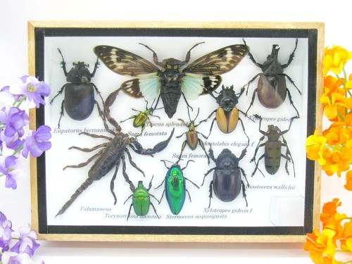 Insectes exotiques réel - insectes,
