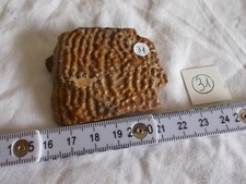 FRANCE.OS DE VERTEBRE FOSSILE. TROUVE A MANCY.MARNE.CUISIEN.MASSE 40G.