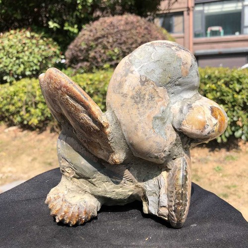 06lb rarem natural tentacle - natural,