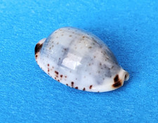Cypraea vasta (Oweni) 18,3 mm
