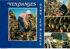 Carte Postale - Vignes -