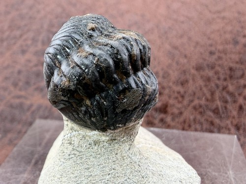 Trilobite sandstone from - trilobite,