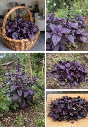 120 graines basilic pourpre - graines,