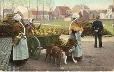 ATTELAGE DE CHIENS LAITIERE BELGE gendarme après le proces