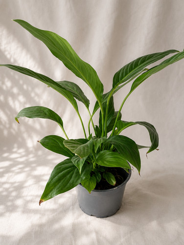 Spathiphyllum - (fleur, de