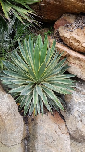 Yucca gloriosa variegata - yucca, /