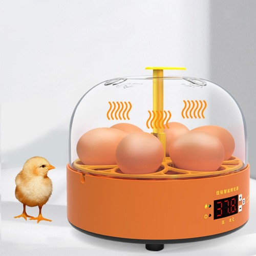 Oeufs incubateur numérique - oeufs,