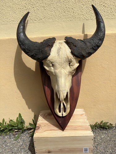 Crâne buffle trophée - crâne,