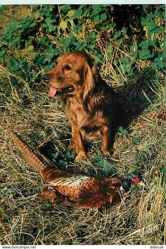 Carte postale animaux - animaux,