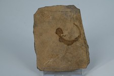 Salamandre fossile Apateon