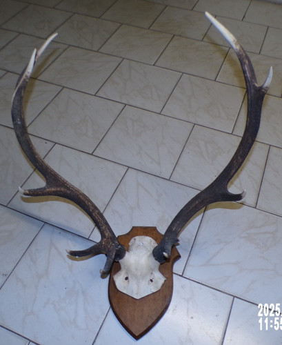 Trophée cerf massacre 8 - cerf,