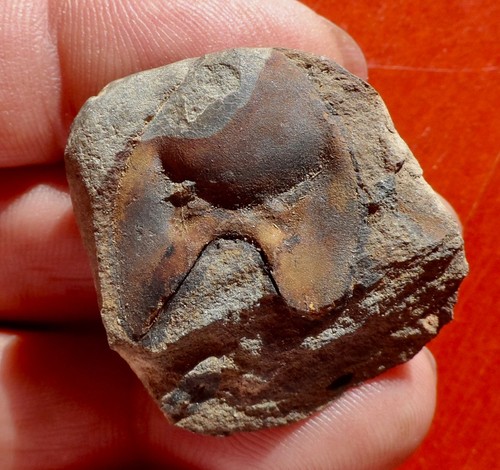 Hypostome trilobite - trilobite,