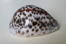 collection coquillage CYPRAEA